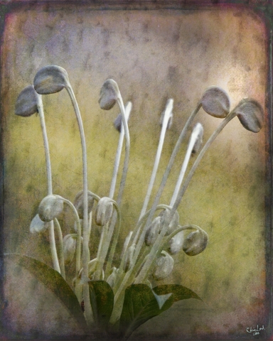 slideshow